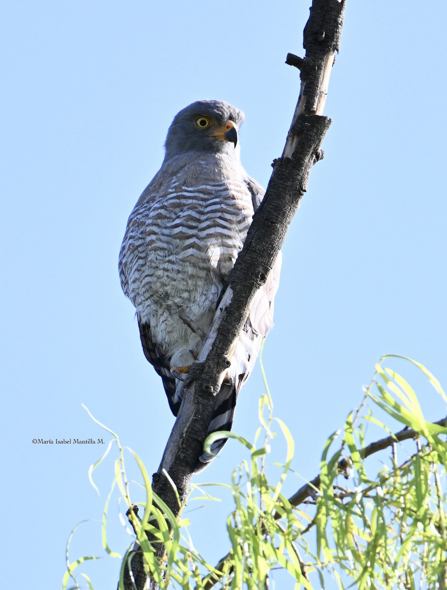 Roadside Hawk - ML647591991