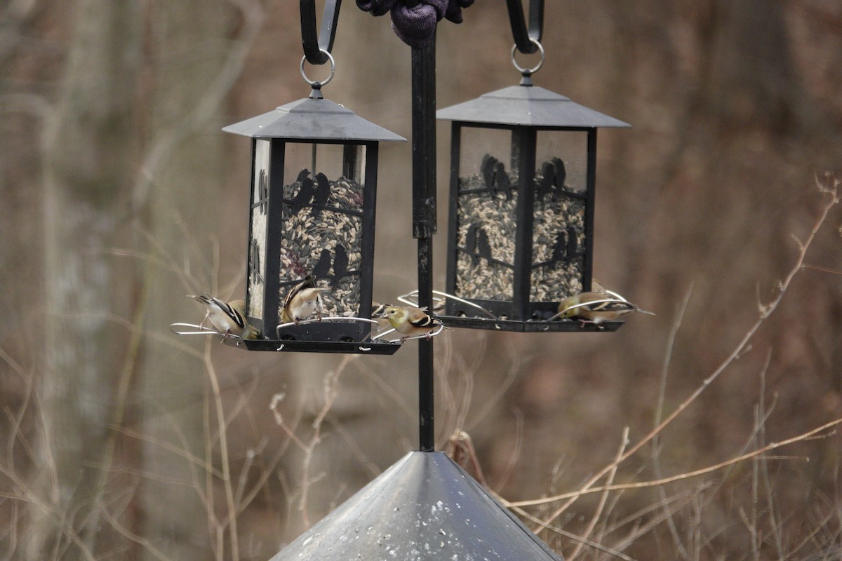 American Goldfinch - ML647592003