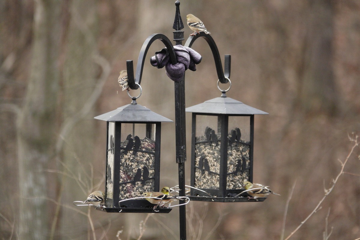 American Goldfinch - ML647592004