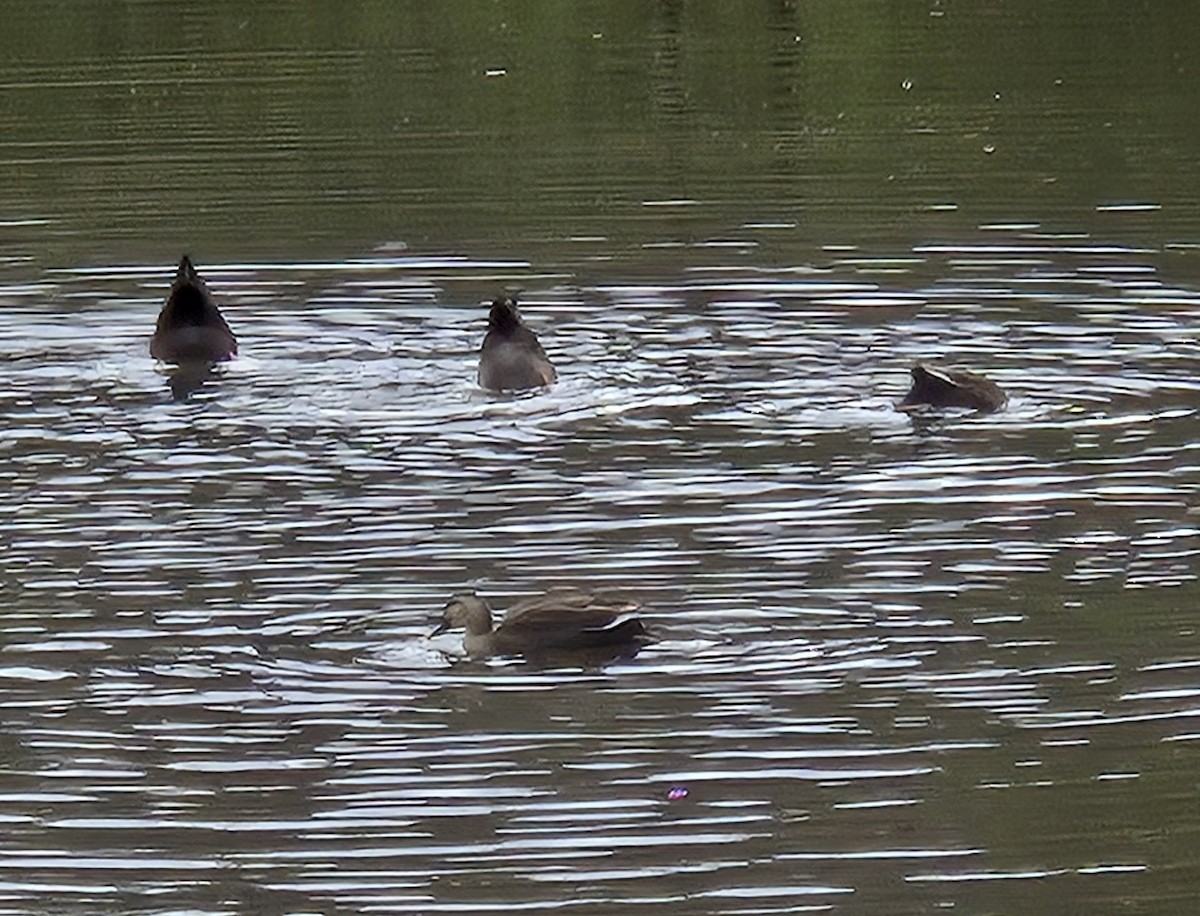 Eastern Spot-billed Duck - ML647592011