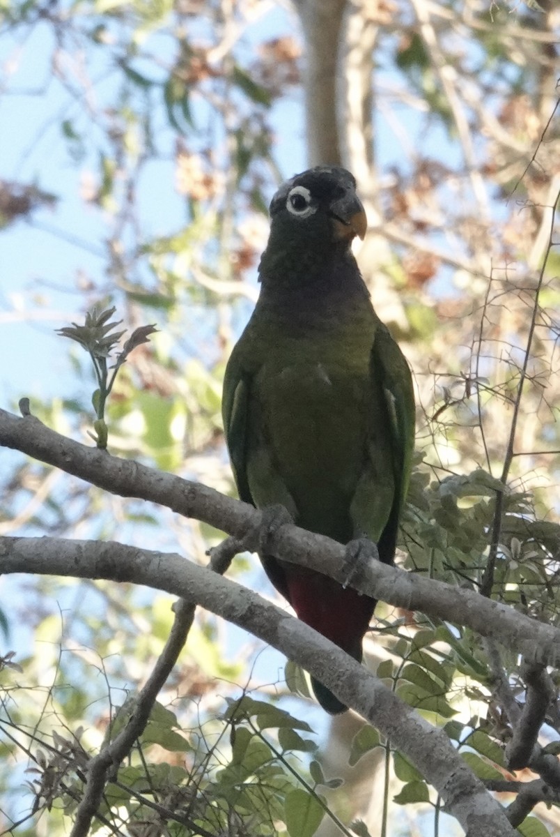 Scaly-headed Parrot - ML647592012