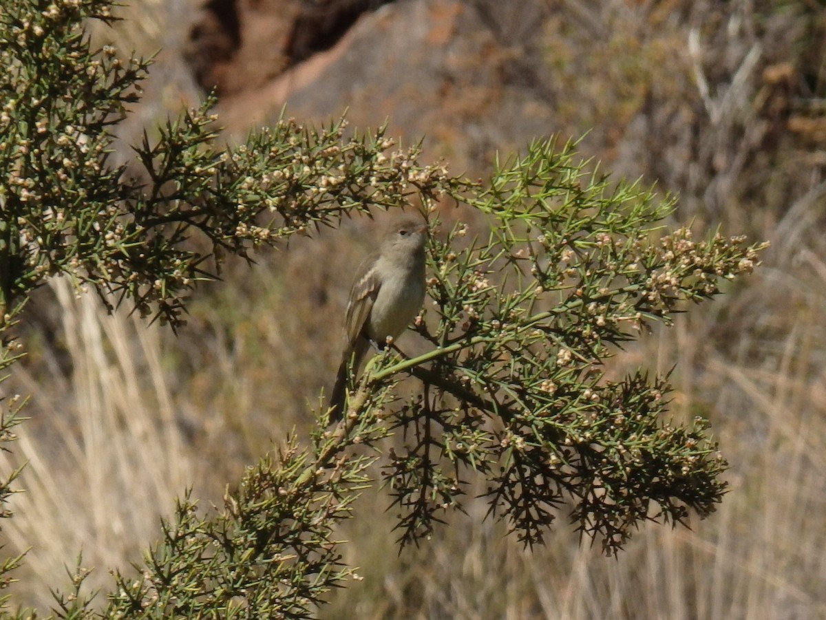 White-crested Elaenia - ML647592014