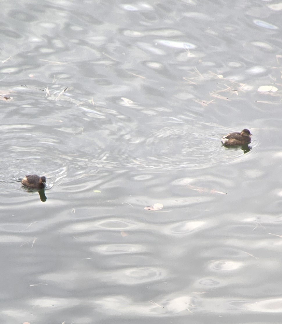 Little Grebe (Little) - ML647592015