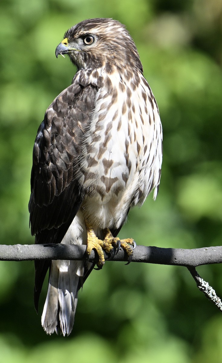 Busardo Aliancho - ML647592018