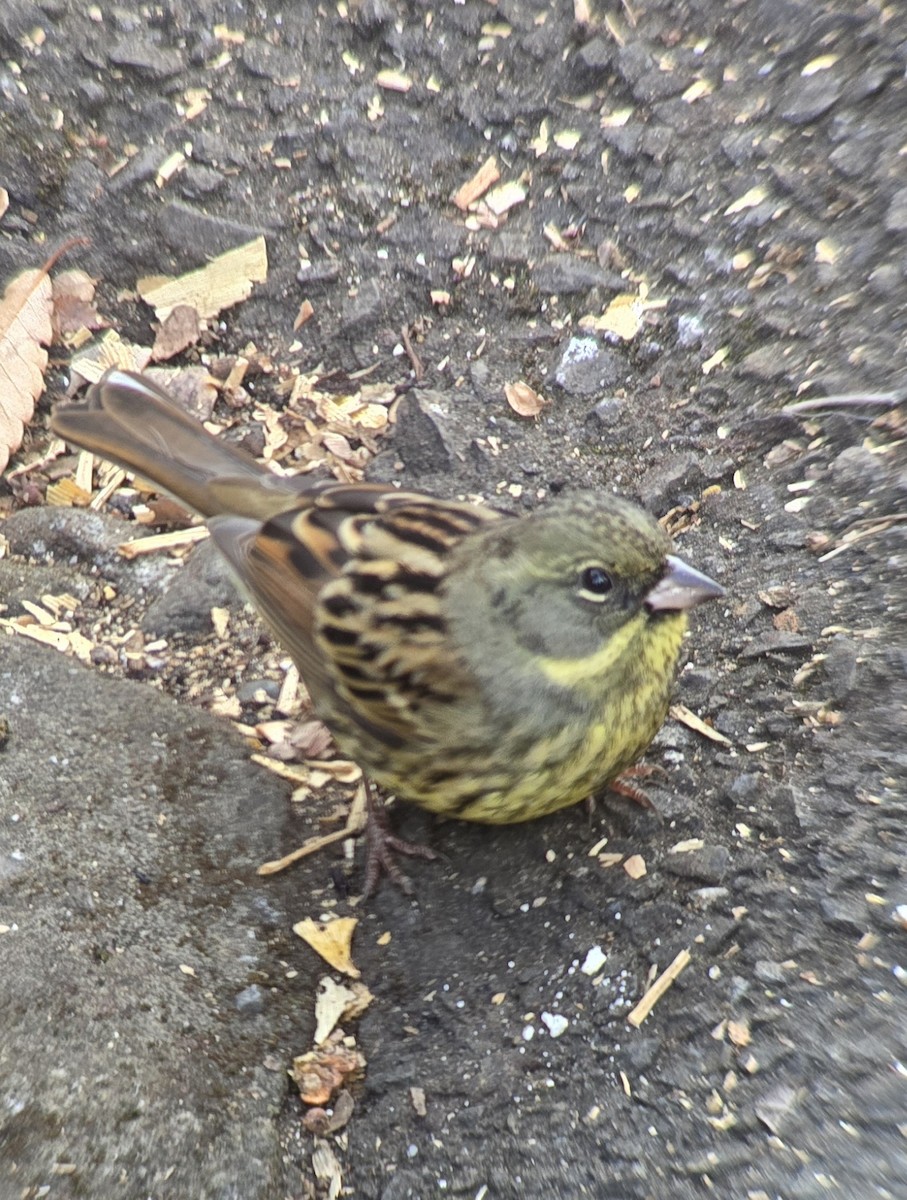 Masked Bunting - ML647592019