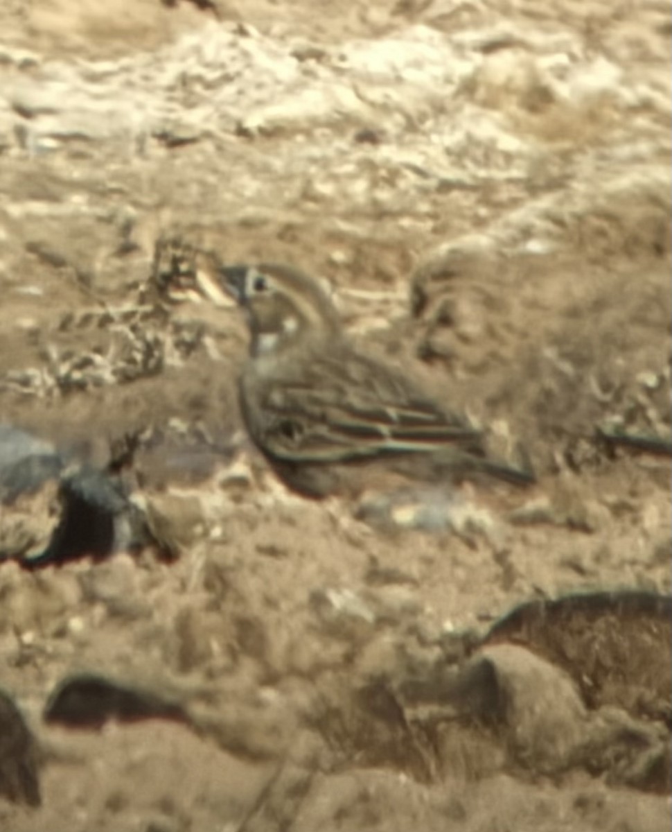 Lark Bunting - ML647592027