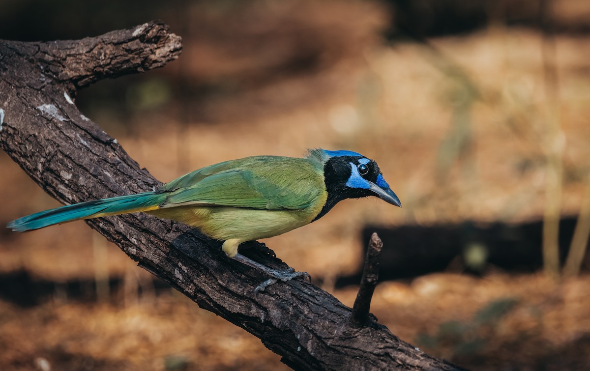 Green Jay - ML647592038