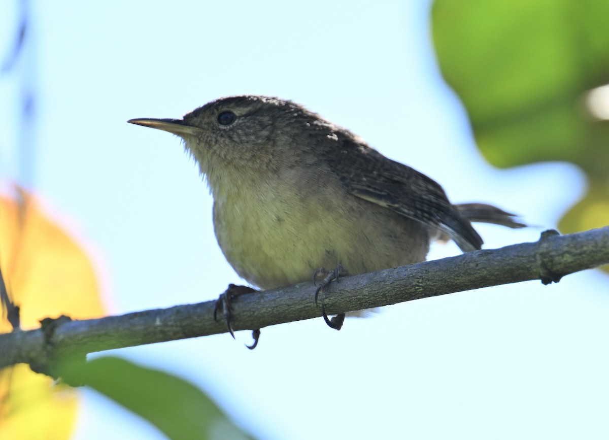 Southern House Wren - ML647592043