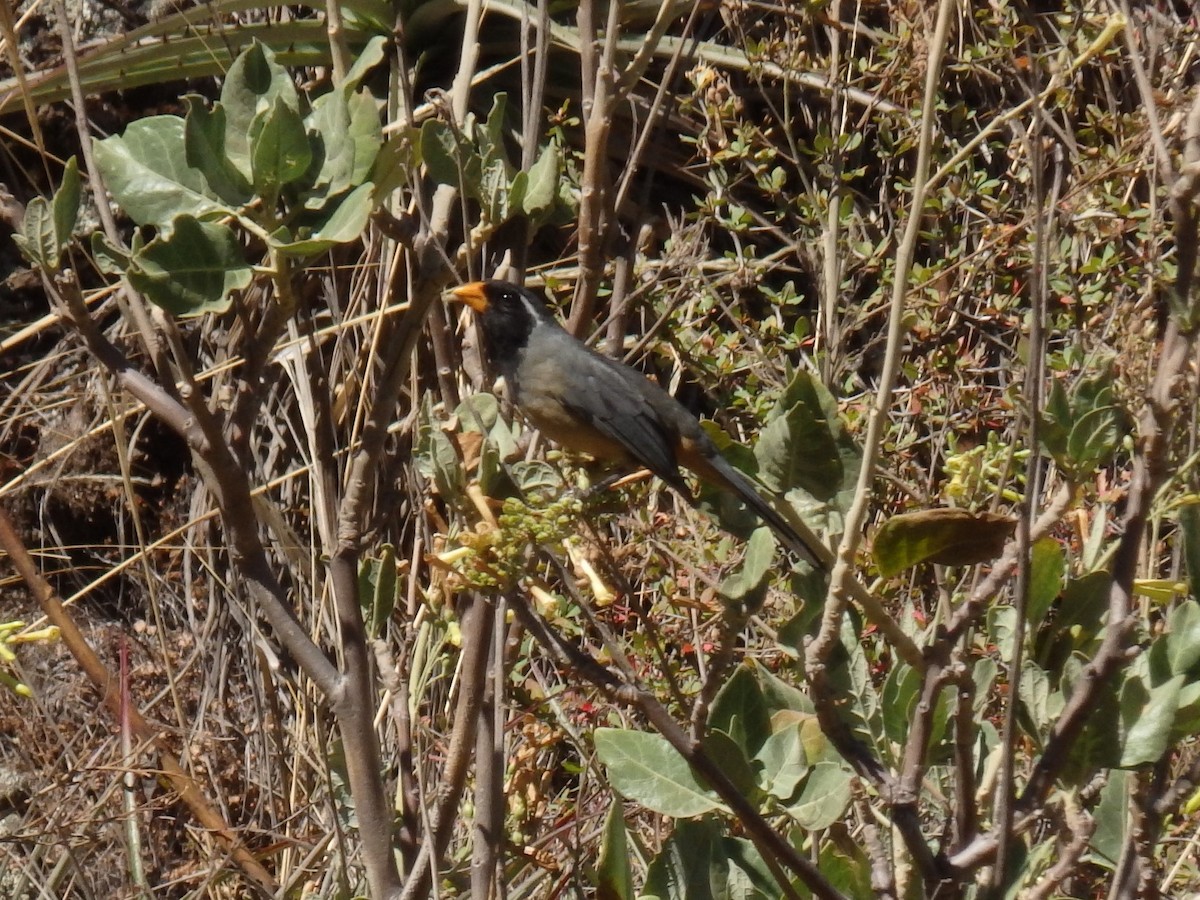 Golden-billed Saltator - ML647592044