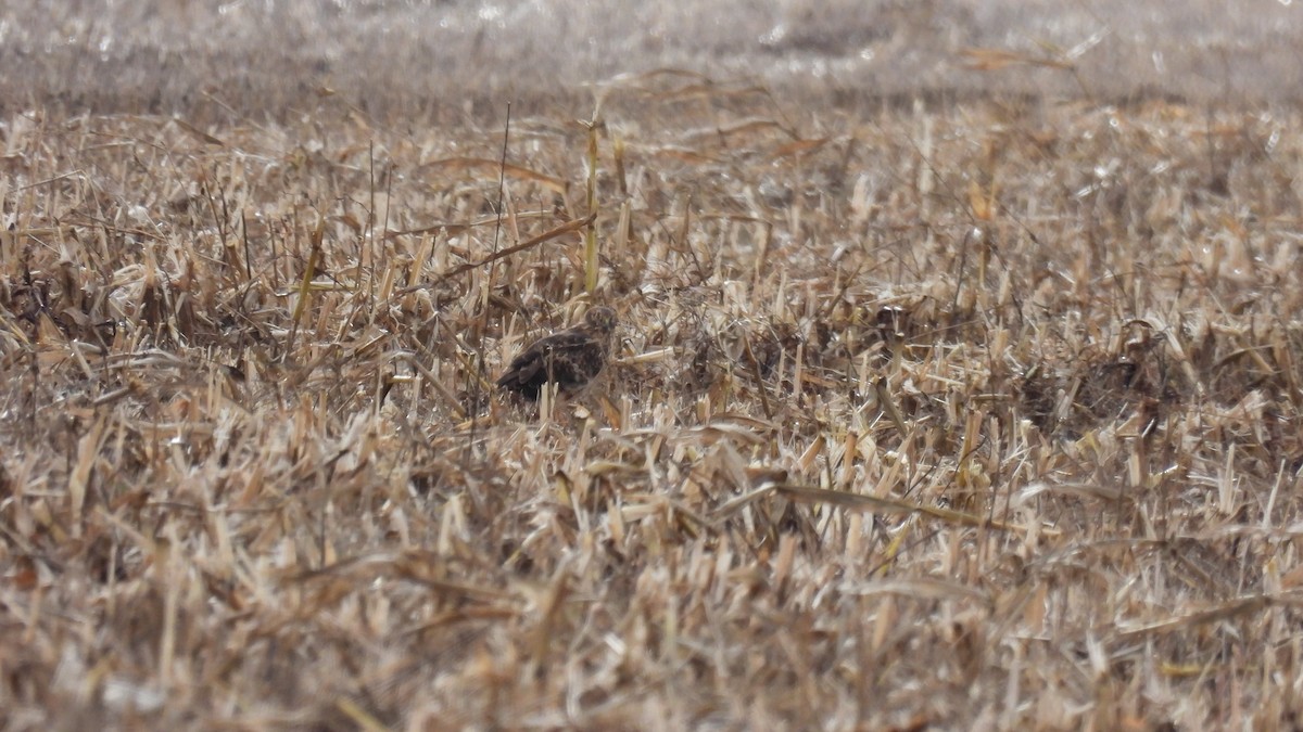 moták severoamerický - ML647592047