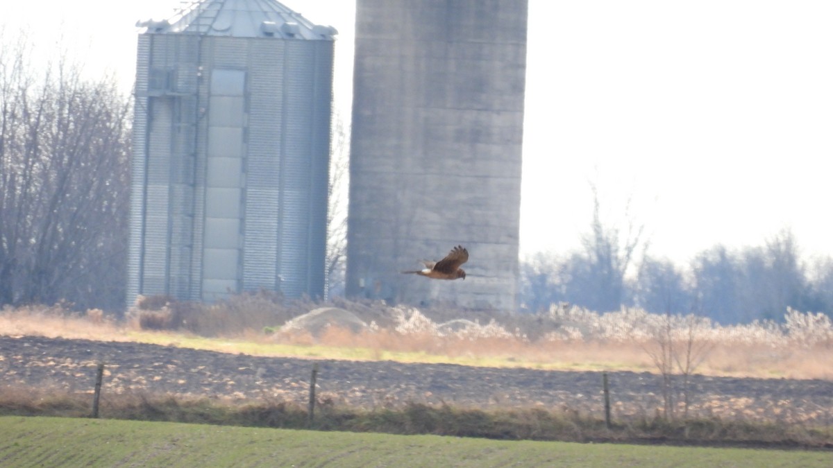 moták severoamerický - ML647592048