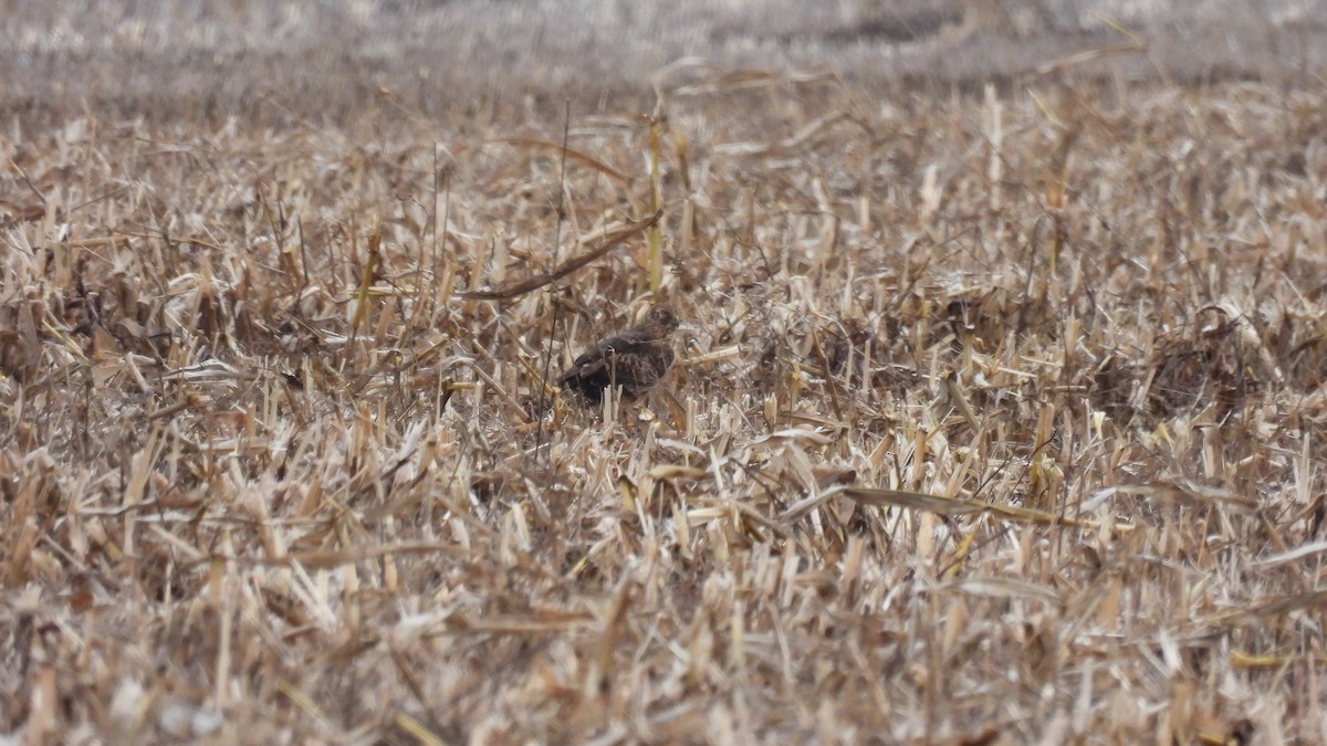 moták severoamerický - ML647592049