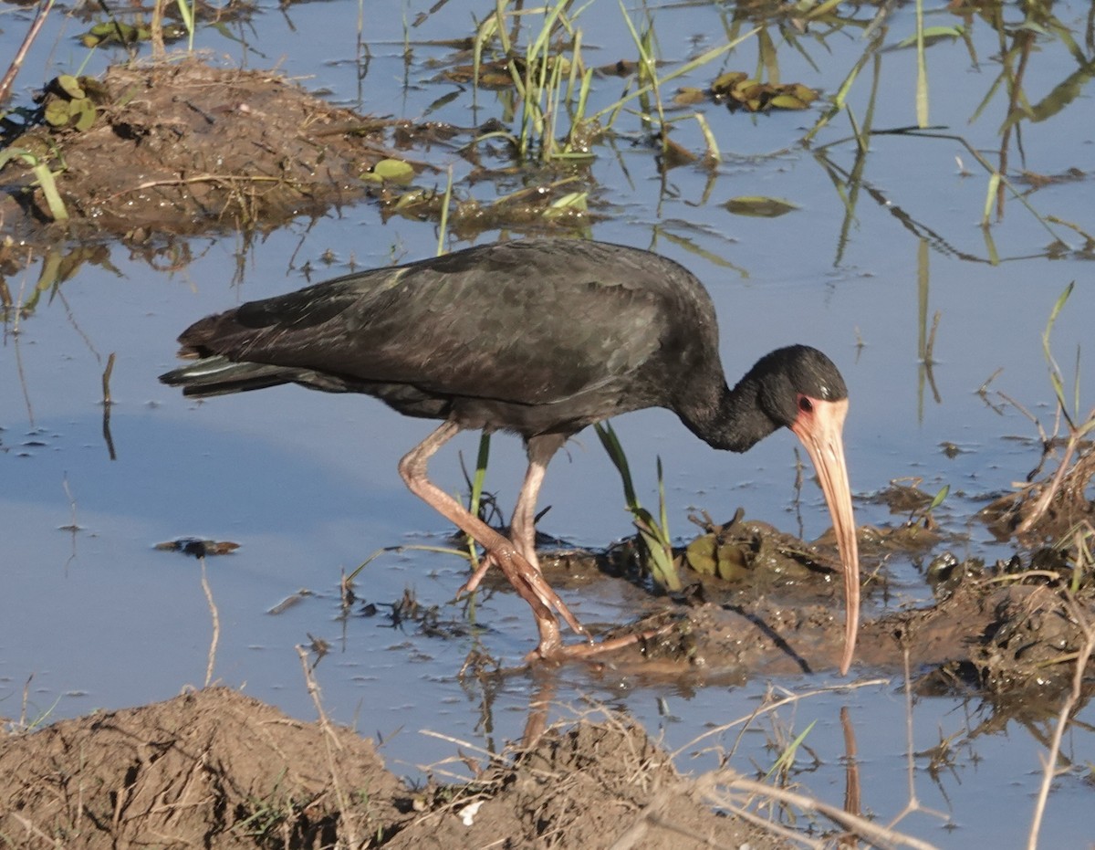 Bare-faced Ibis - ML647592057