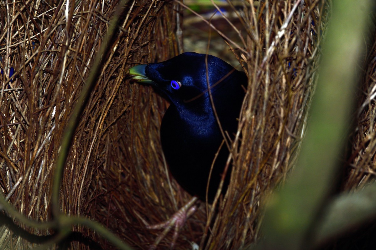 Satin Bowerbird - ML647592058