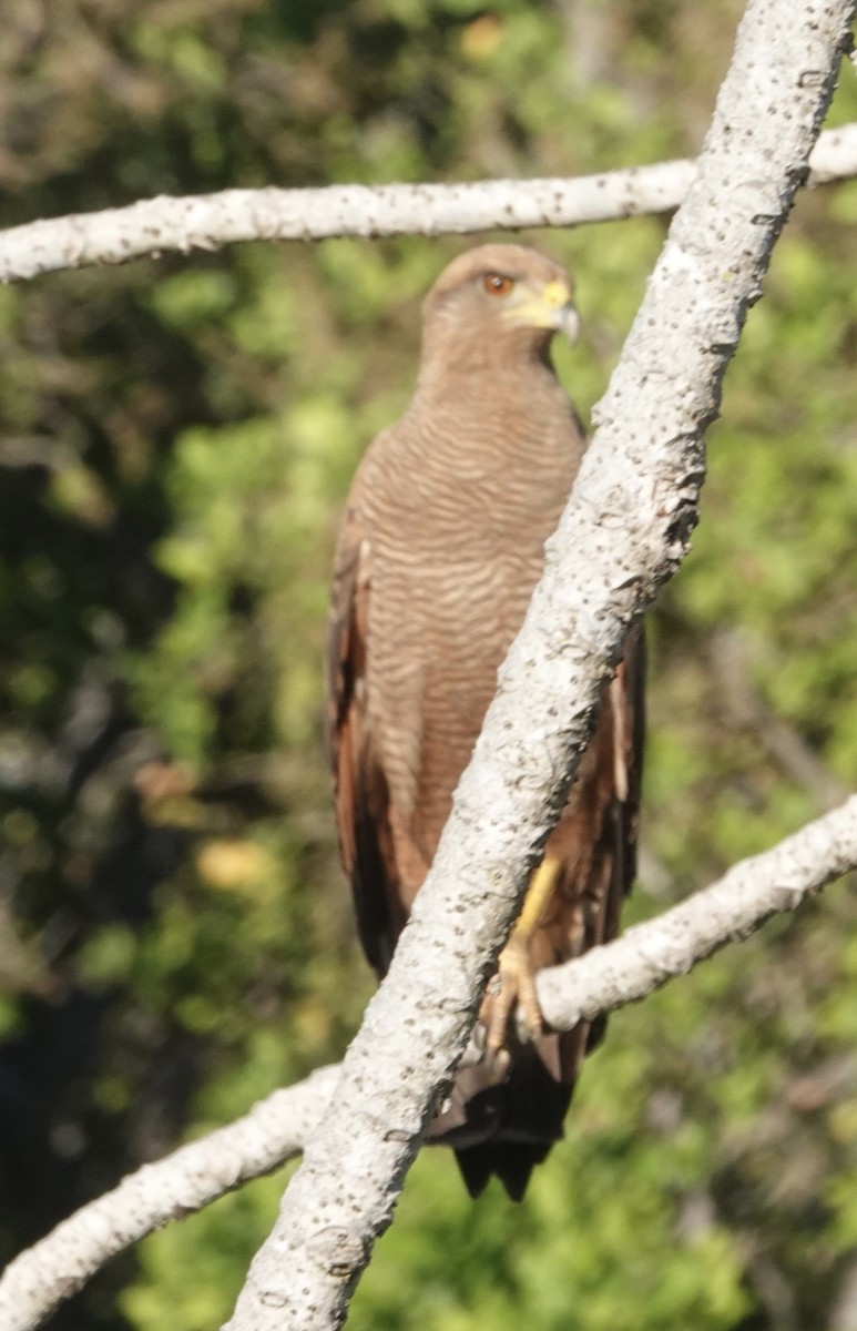 Busardo Sabanero - ML647592077