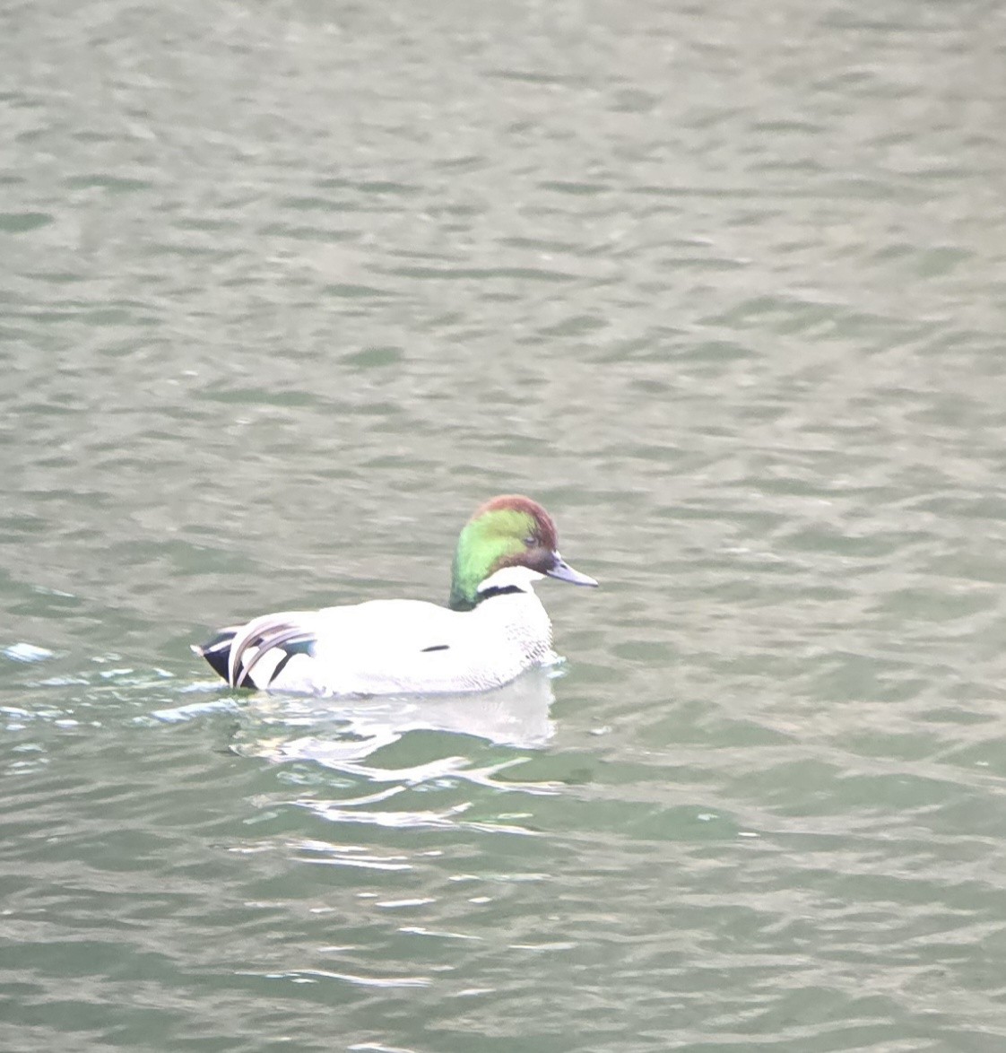 Falcated Duck - ML647592078