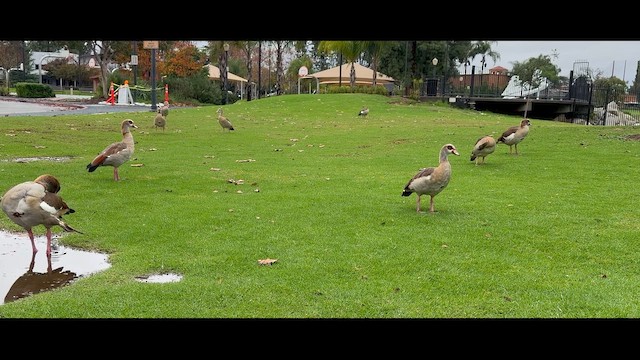 Каргарка нільська - ML647592088