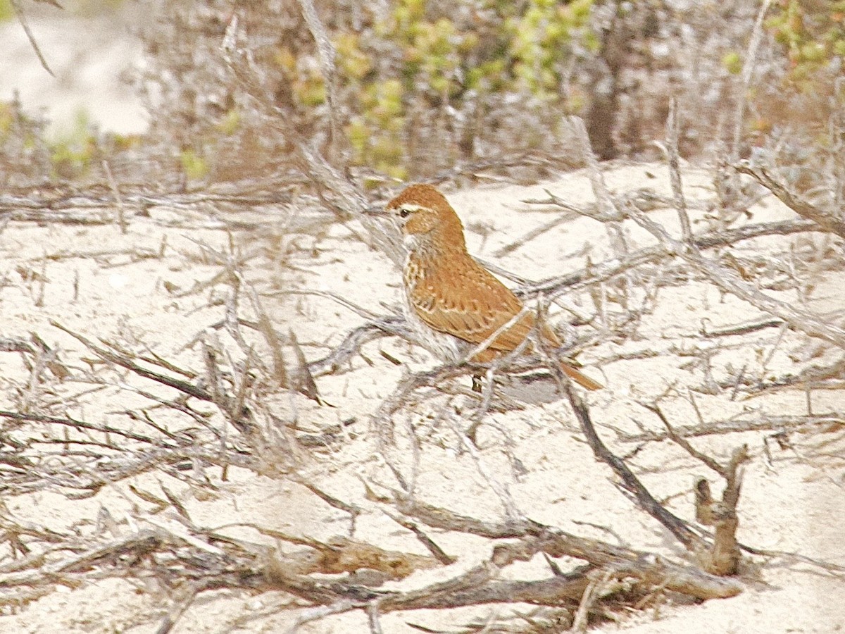 Dune Lark - ML647592098