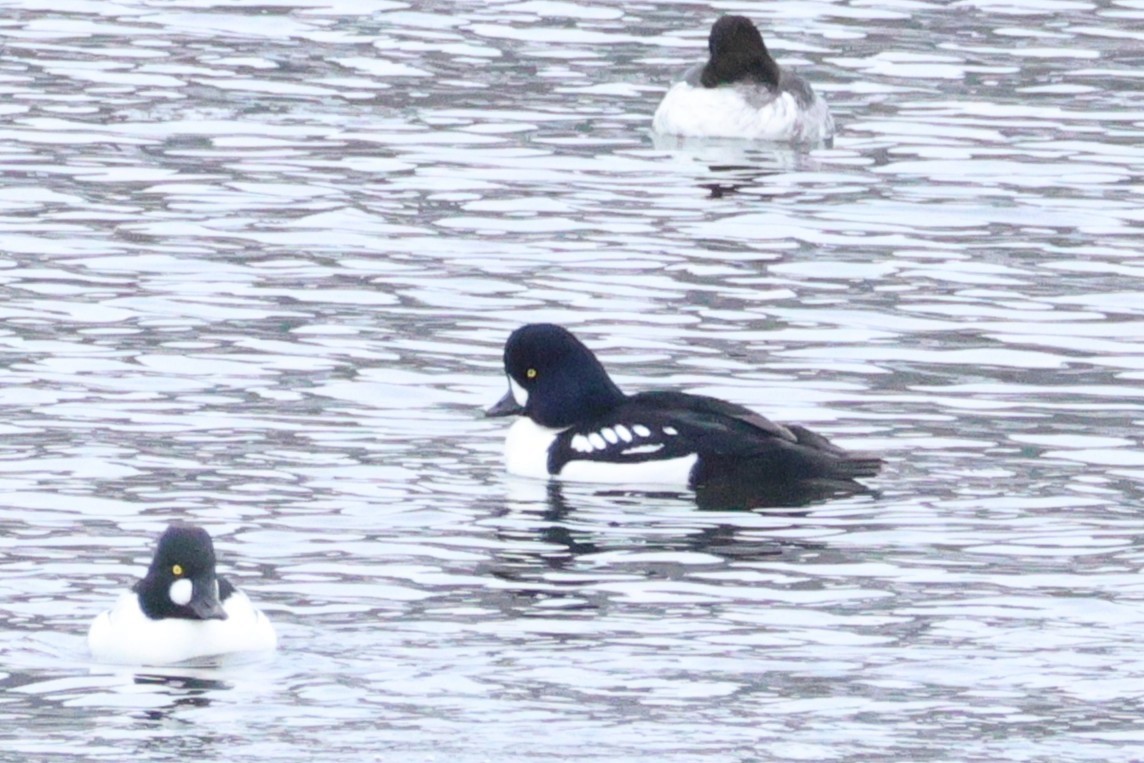 Barrow's Goldeneye - ML647592101