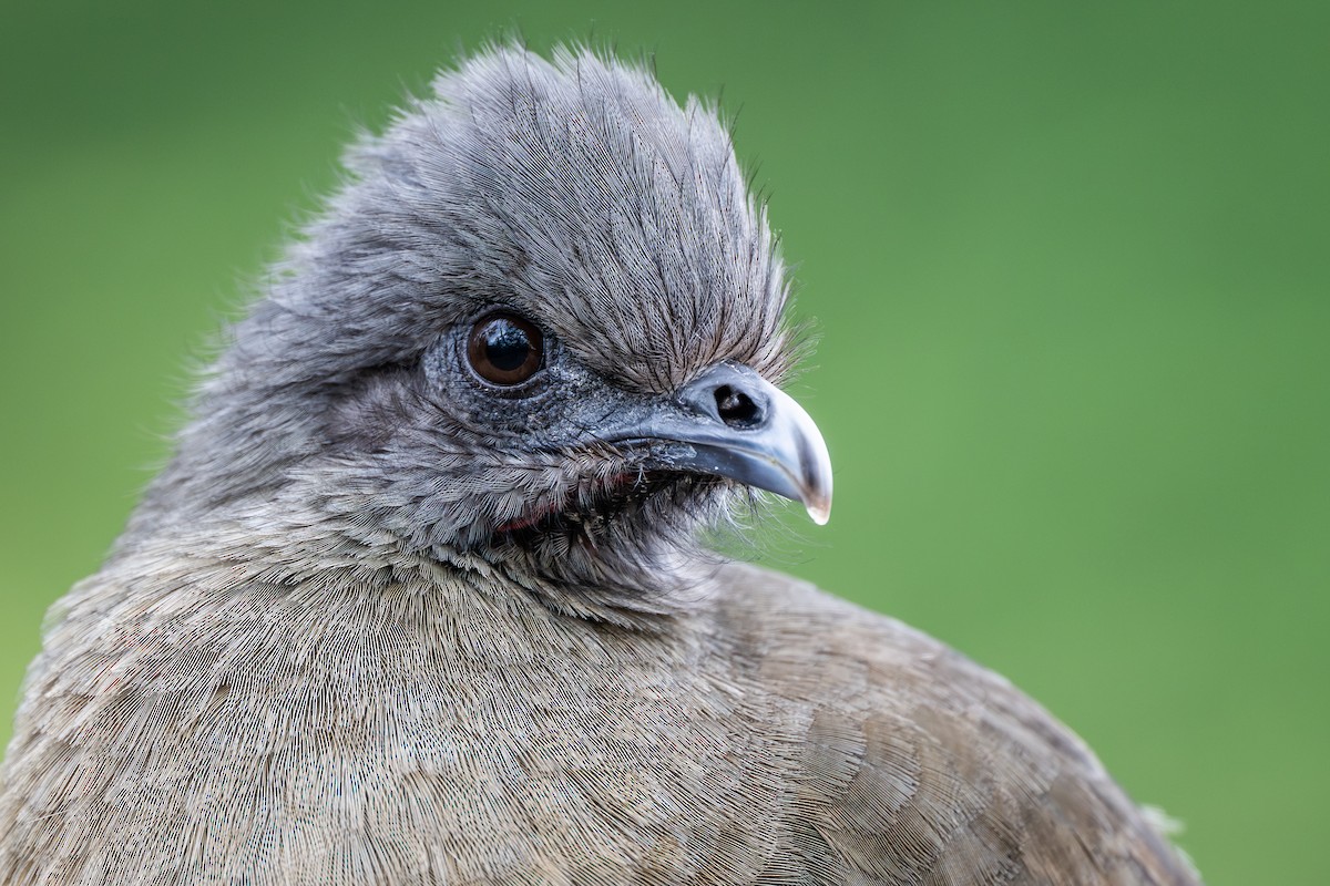 Plain Chachalaca - ML647592106