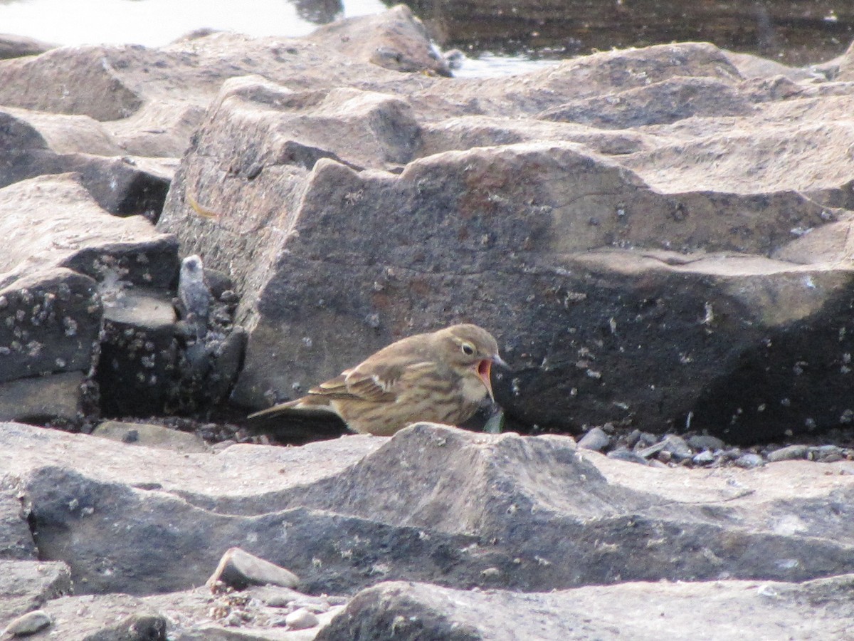 American Pipit - ML647592120