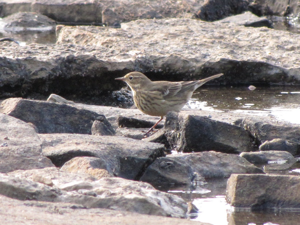 American Pipit - ML647592121
