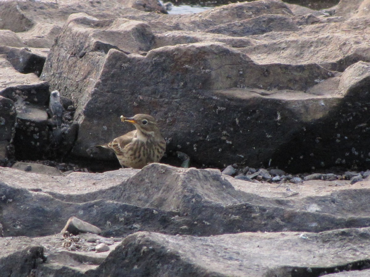 American Pipit - ML647592122