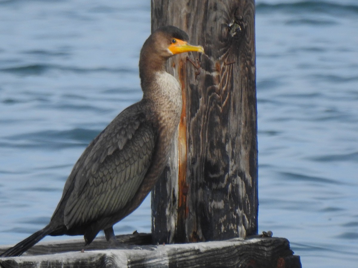 Cormoran à aigrettes - ML647592123