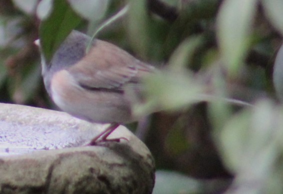 Dark-eyed Junco - ML647592126