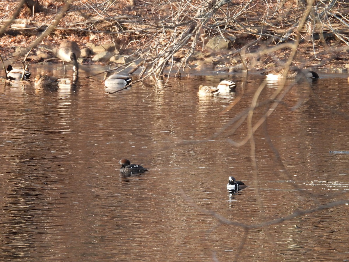 Hooded Merganser - ML647592128