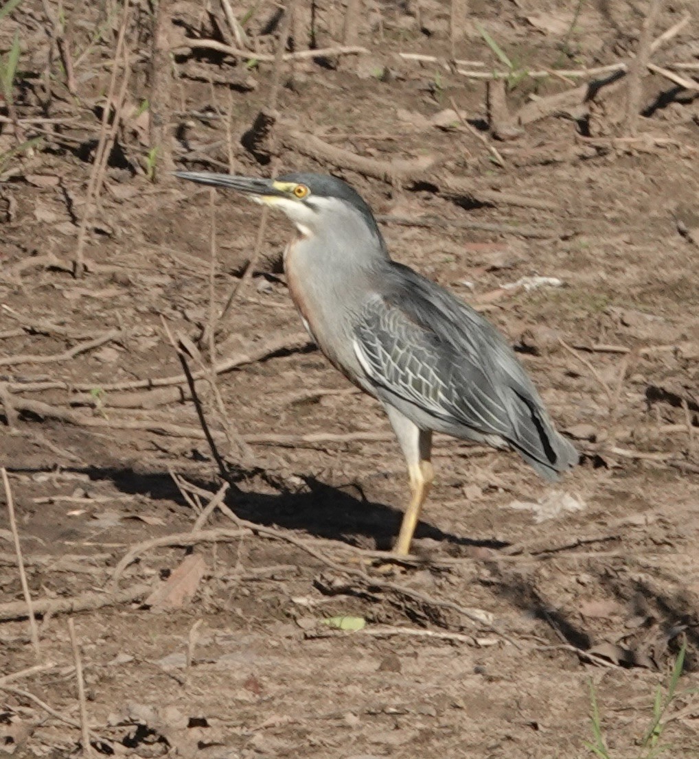 Striated Heron - ML647592129