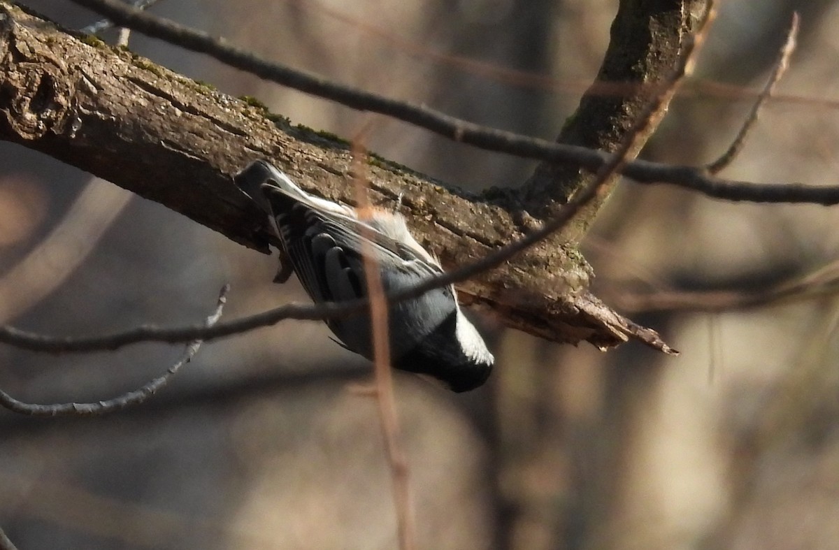 White-breasted Nuthatch - ML647592130