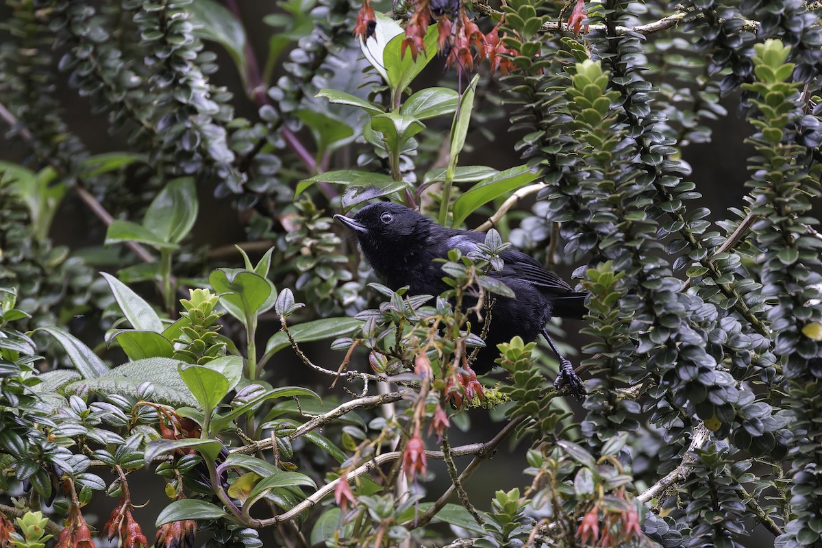 Glossy Flowerpiercer - ML647592132