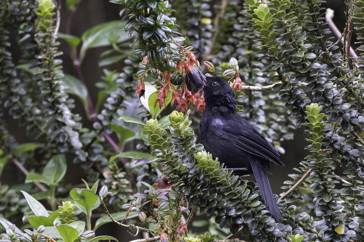 Glossy Flowerpiercer - ML647592133