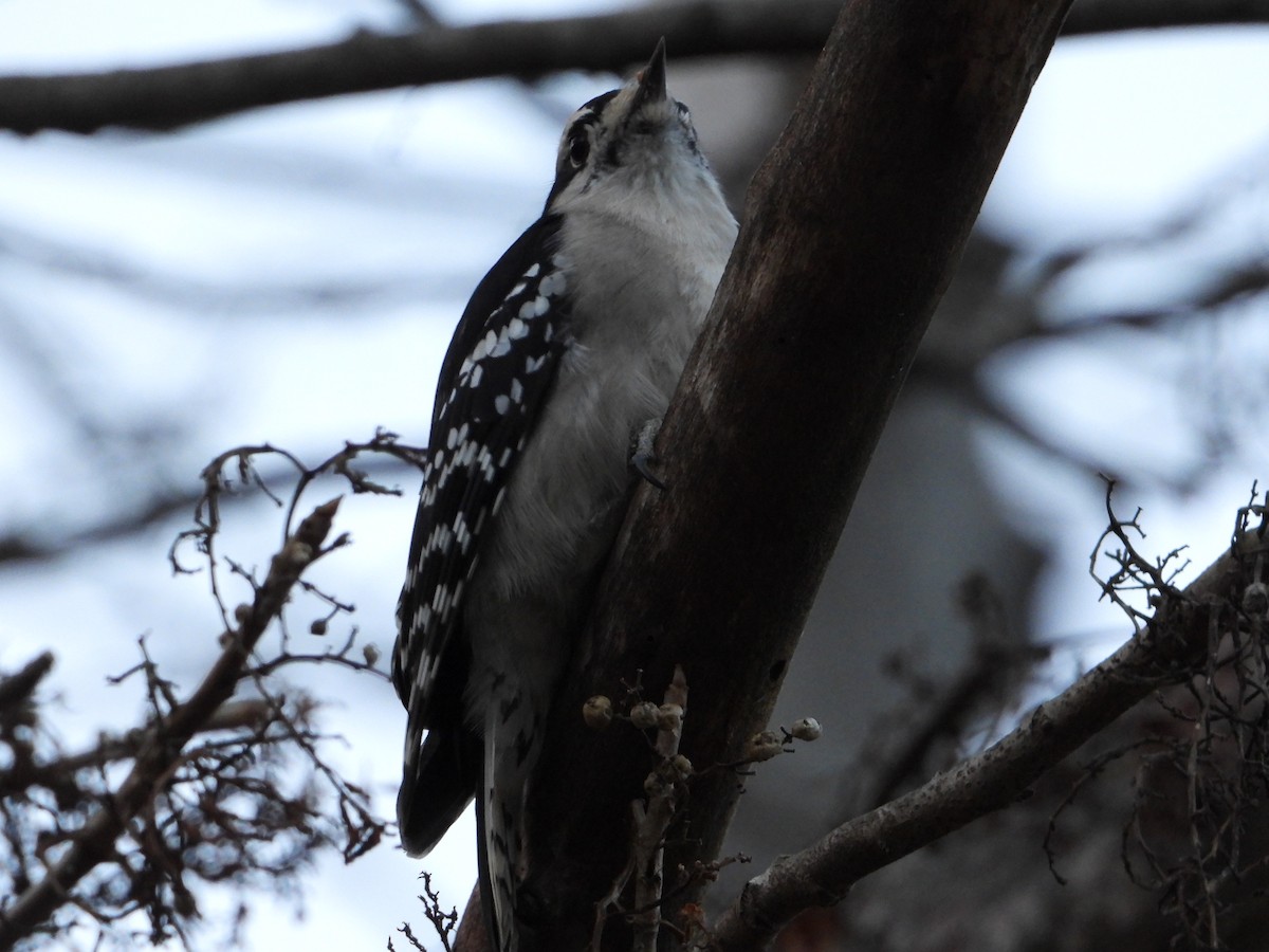 Downy Woodpecker - ML647592136