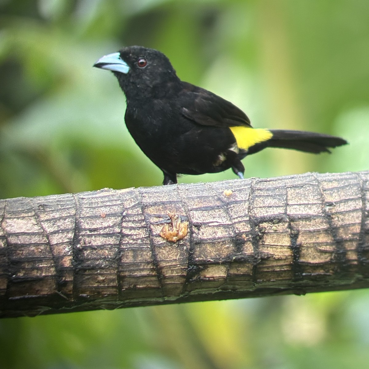 Flame-rumped Tanager - ML647592138