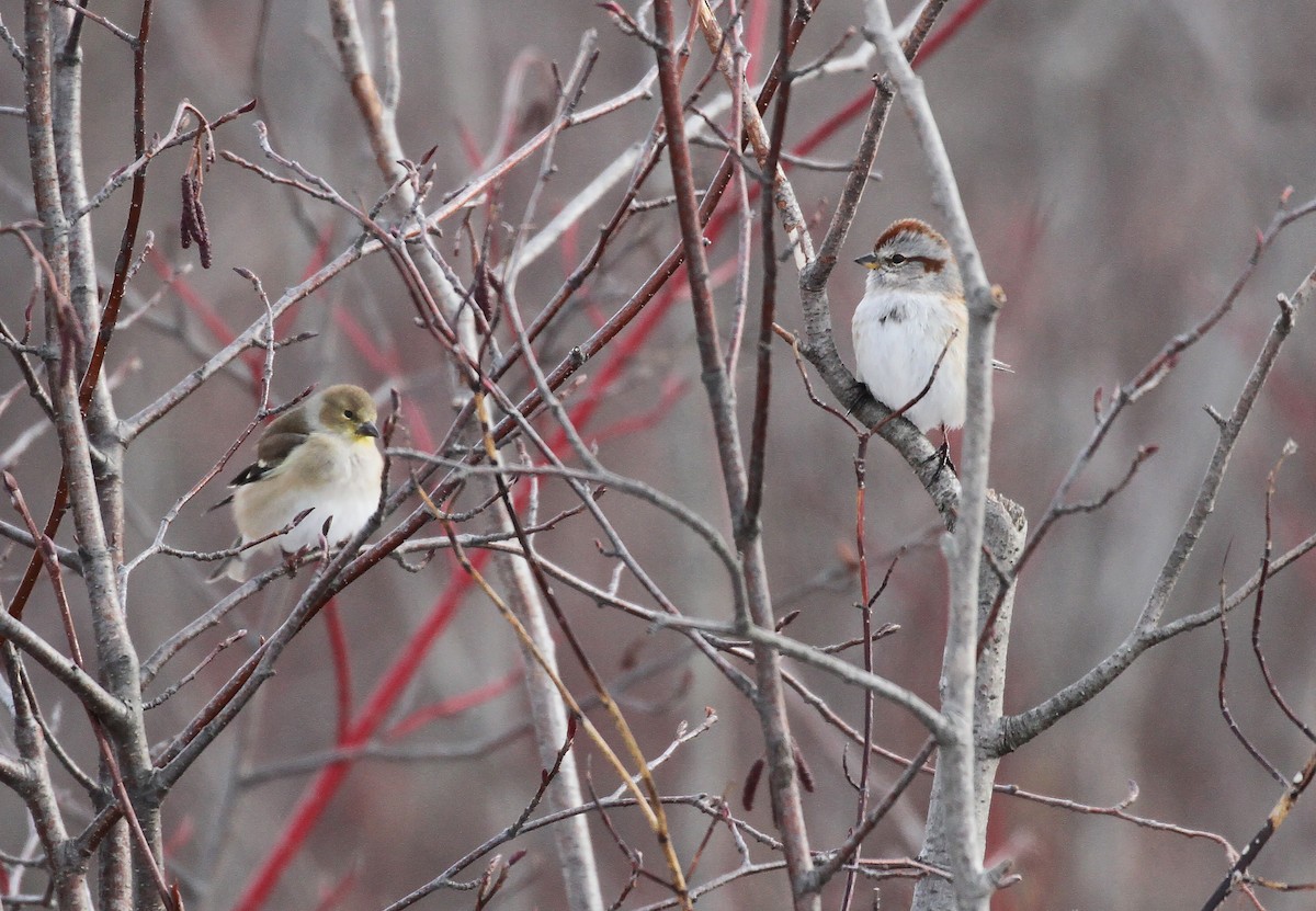 American Tree Sparrow - ML647592139