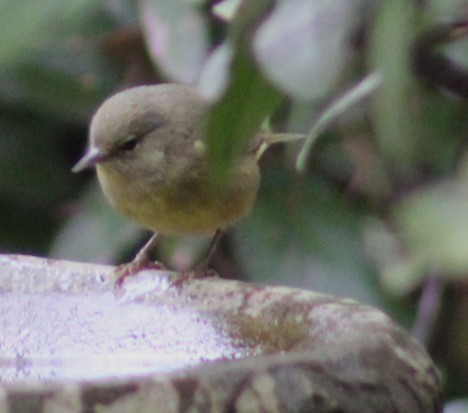 Orange-crowned Warbler - ML647592140