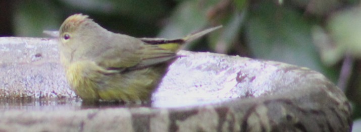 Orange-crowned Warbler - ML647592141