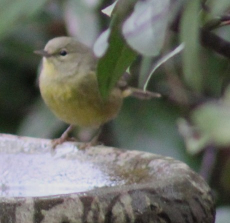 Orange-crowned Warbler - ML647592142