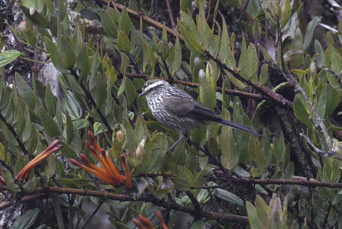 Andean Tit-Spinetail - ML647592143