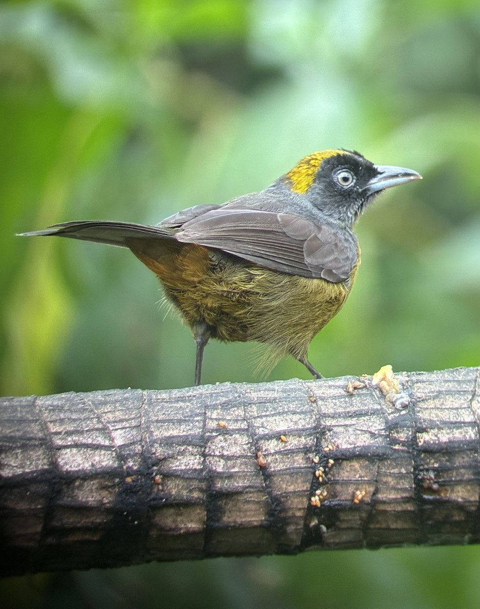 Dusky-faced Tanager - ML647592145