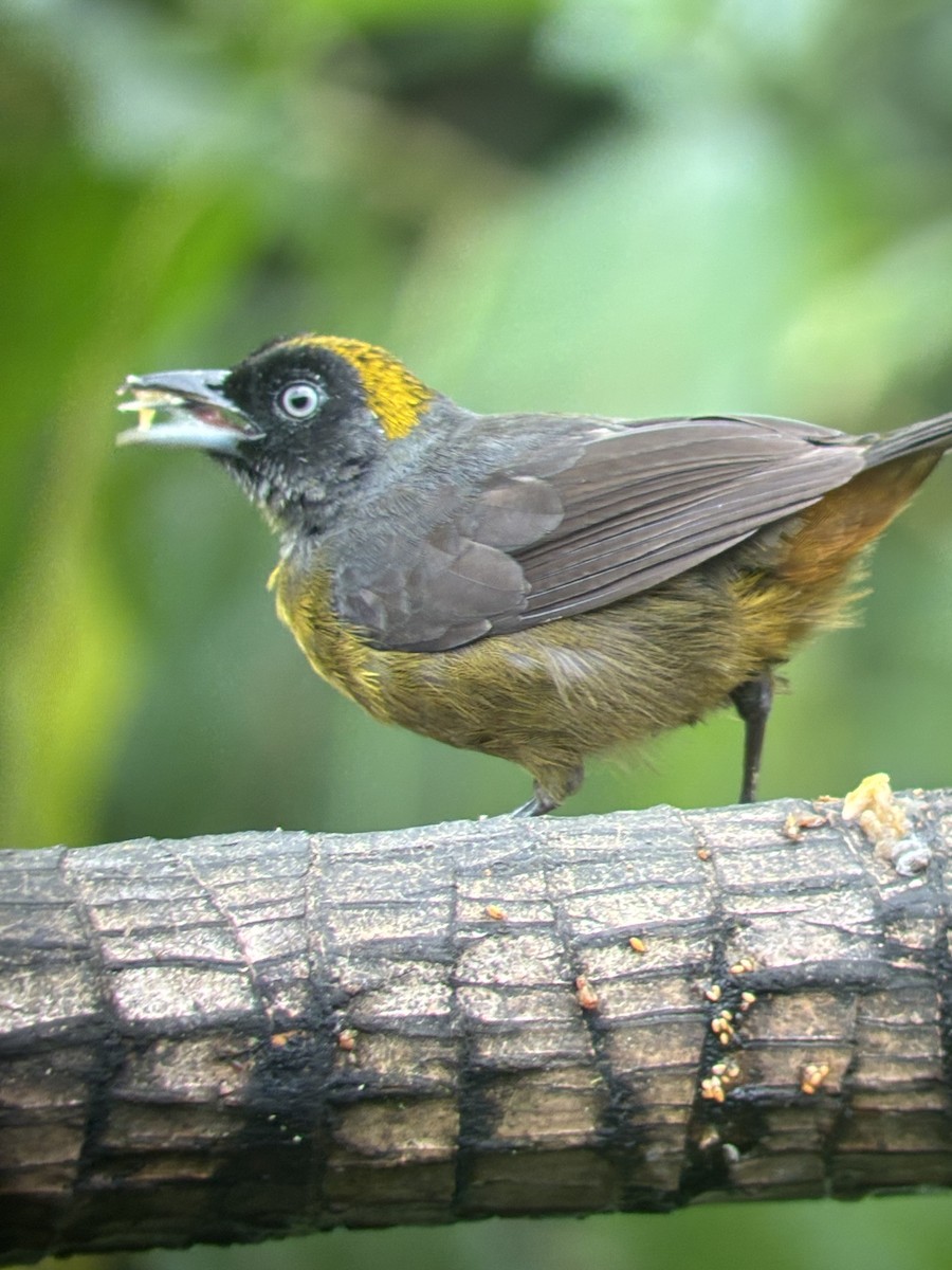 Dusky-faced Tanager - ML647592146