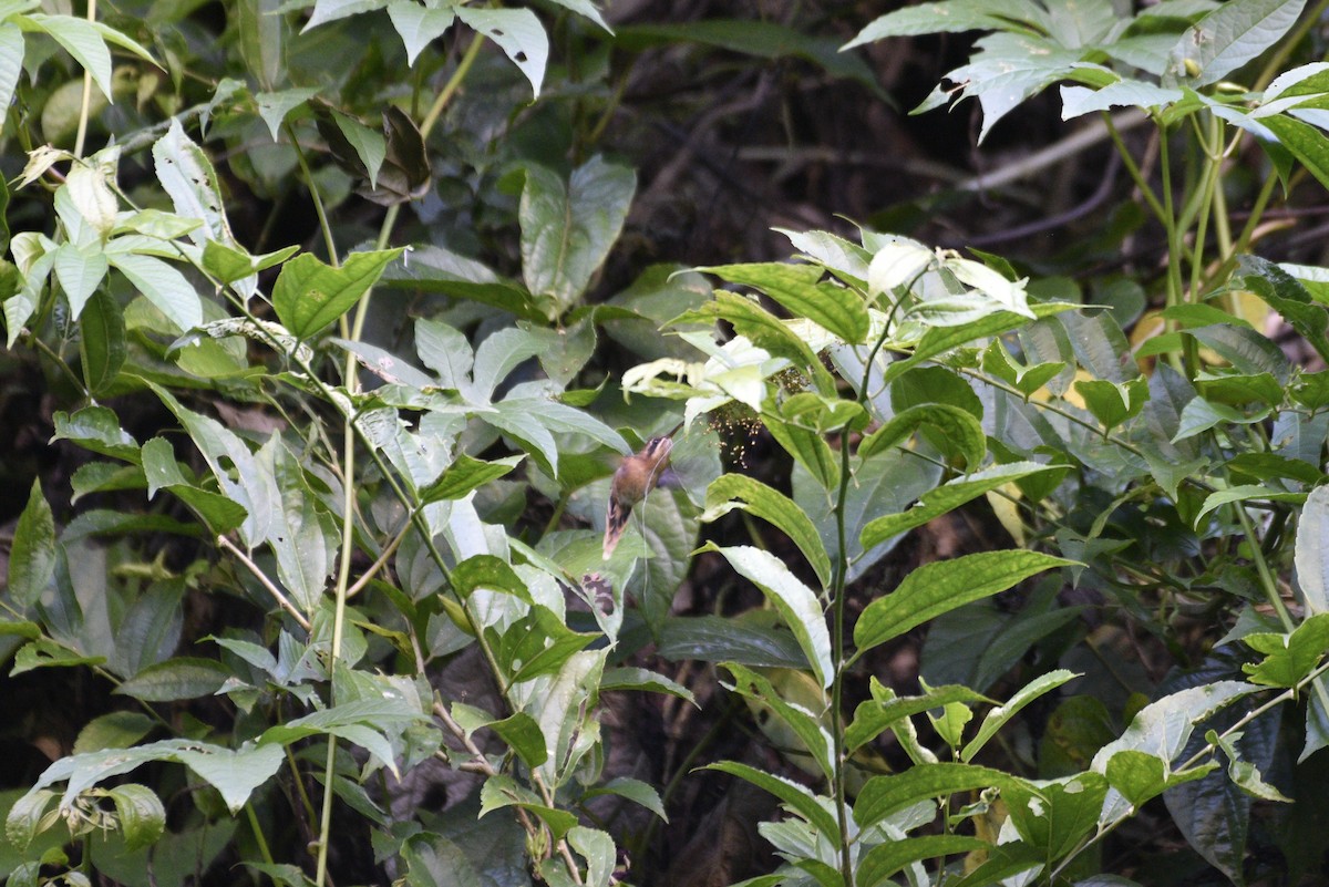 Stripe-throated Hermit - ML647592152