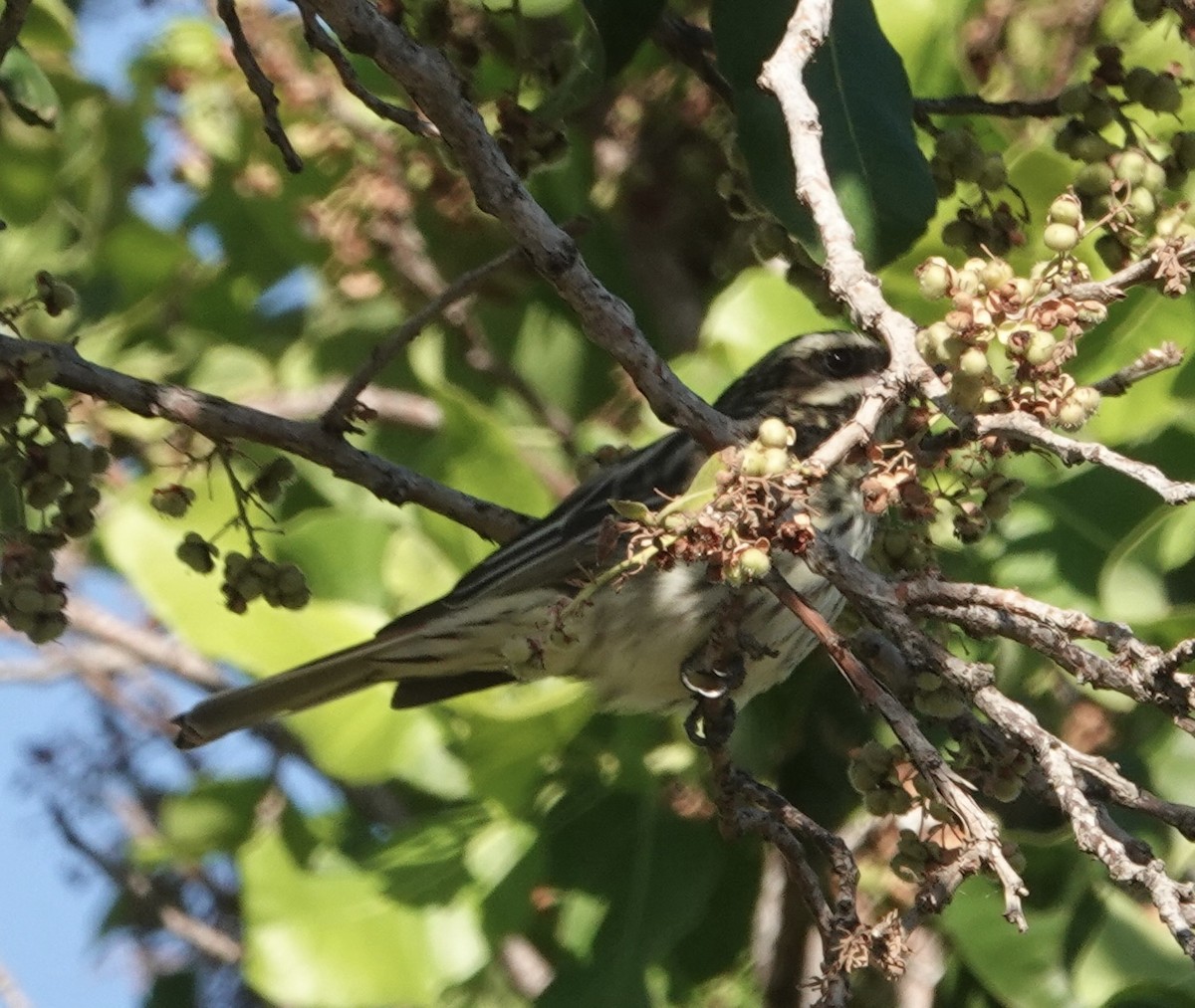 Streaked Flycatcher - ML647592153