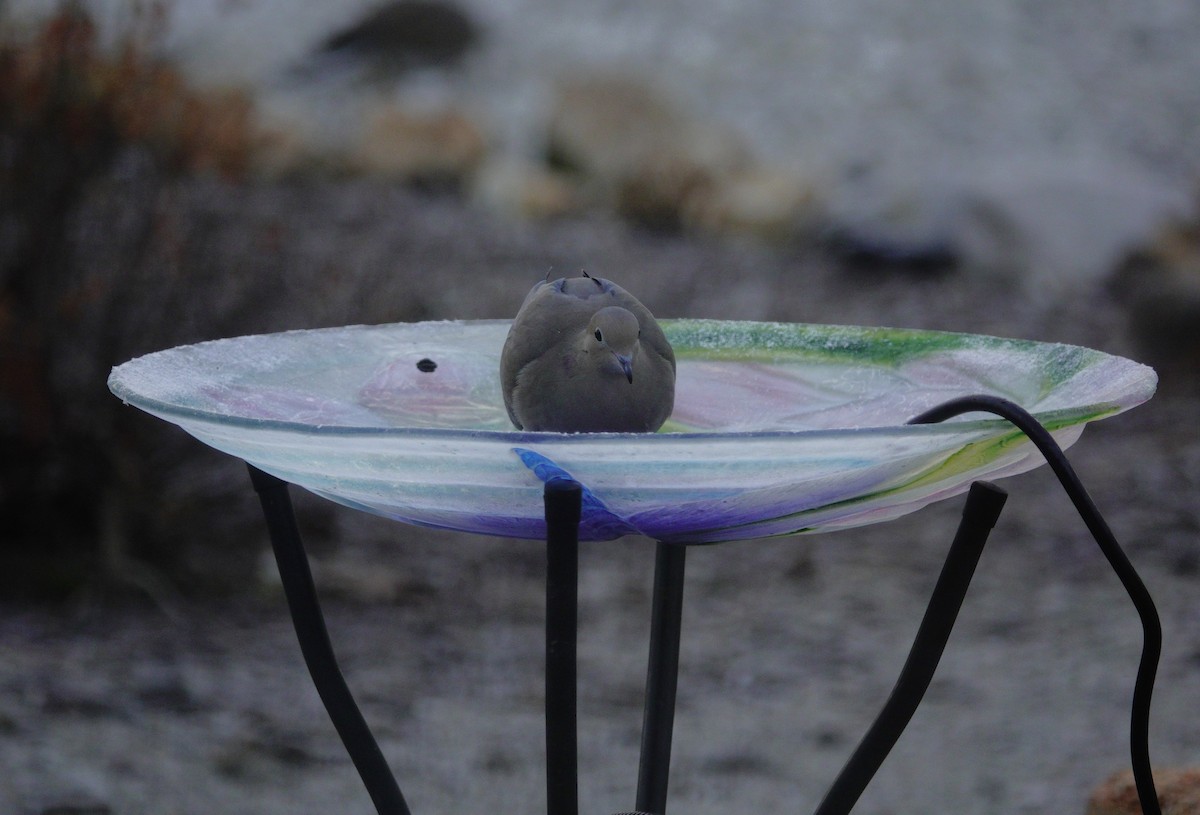 Mourning Dove - ML647592154