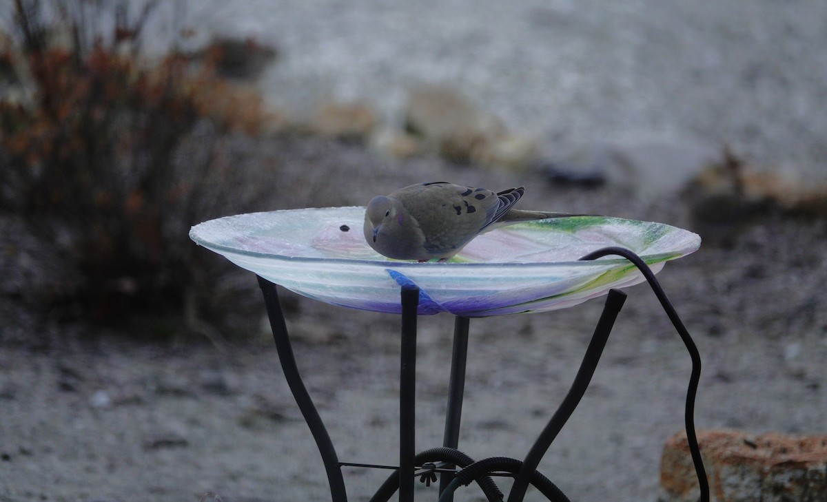 Mourning Dove - ML647592155