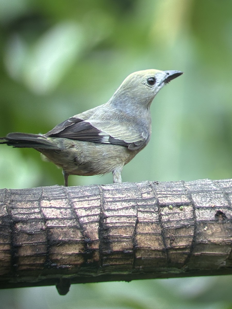 Palm Tanager - ML647592168