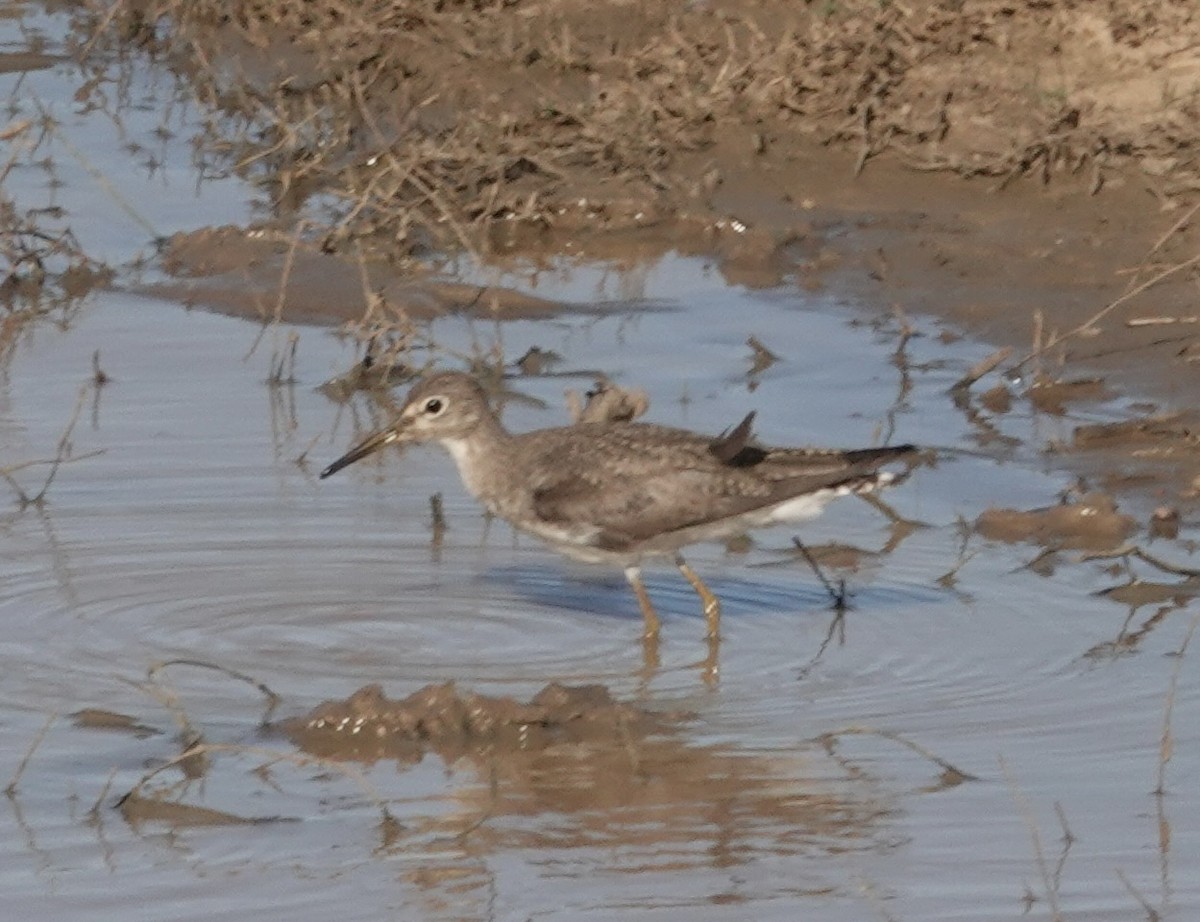 Solitary Sandpiper - ML647592202