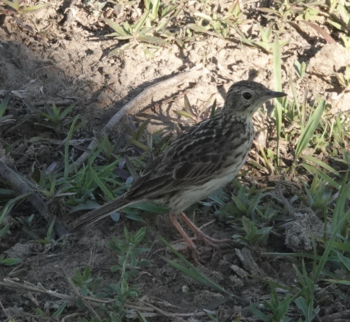 Yellowish Pipit - ML647592223